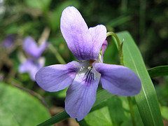 Violet leaf absolute