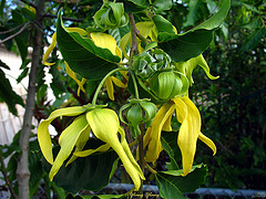 Ylang Ylang Extra essential oil