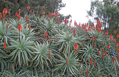 Aloe Vera Oil Extract