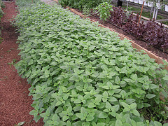 Bergamot Mint essential oil