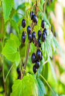 Black Currant Vanilla fragrance oil