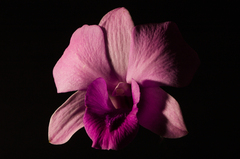 Black Orchid Lily fragrance oil