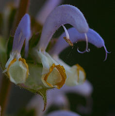 Clary Sage absolute
