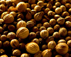 Coriander essential oil