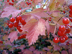 Cranberry Seed Oil,Virgin