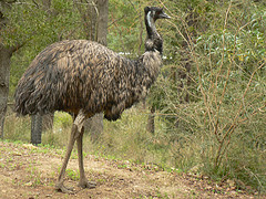Emu oil