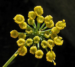 Fennel, sweet, essential oil