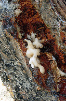 Frankincense fragrance oil