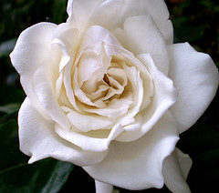 Gardenia fragrance oil