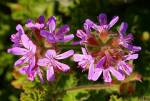 Geranium Bourbon essential oil