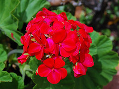 Geranium essential oil