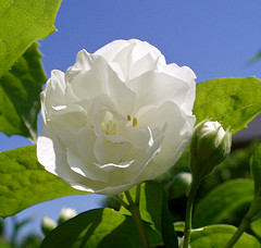 Jasmine absolute