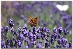 Lavender 40/42 essential oil