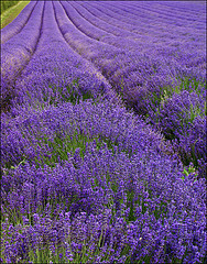 Lavender (French/fine) essential oil