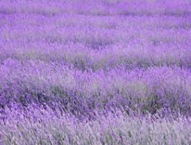 Lavender butter