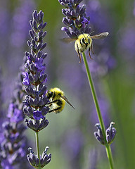 Lavender essential oil, wildcrafted