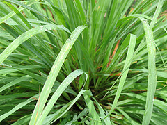 Lemongrass essential oil, wildcrafted