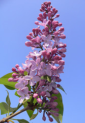 Lilac fragrance oil
