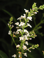 Verbena essential oil (blend)