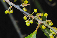 Litsea cubeba essential oil