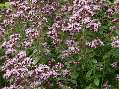 Marjoram essential oil