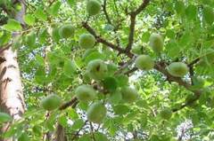 Marula Oil