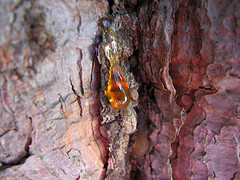 Myrrh fragrance oil