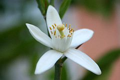 Neroli fragrance oil