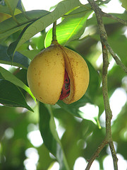 Nutmeg essential oil