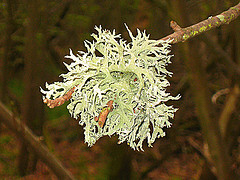 Oakmoss absolute