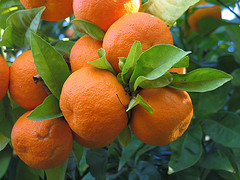 Orange, sweet, six fold, essential oil