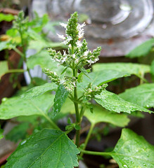 Patchouli essential oil