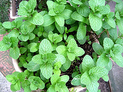 Peppermint essential oil (France)
