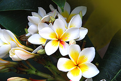 Plumeria fragrance oil