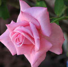 Rose petals fragrance oil