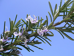 Rosemary ct camphor essential oil