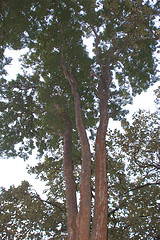 Rosewood blended oil