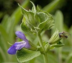 Sage dalmatian essential oil