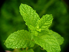 Spearmint essential oil