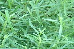 Tarragon essential oil