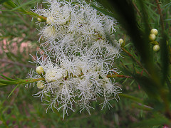 Tea Tree essential oil, wildcrafted