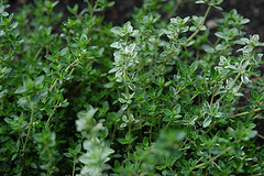 Thyme (red) essential oil