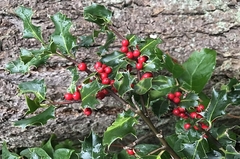 Mistletoe Kisses fragrance oil
