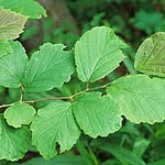 Witch Hazel Distillate (14% alcohol)